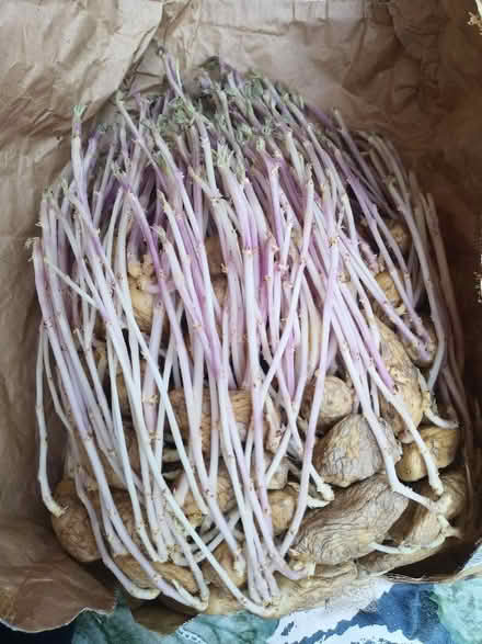 Photo of free Potatoes seedlings (City Point DE24) #1
