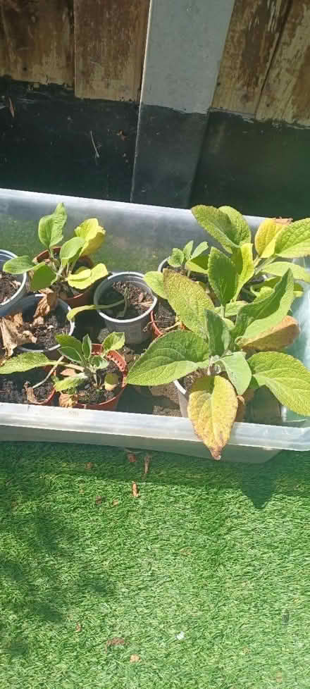 Photo of free Foxgloves (Billericay CM11) #1