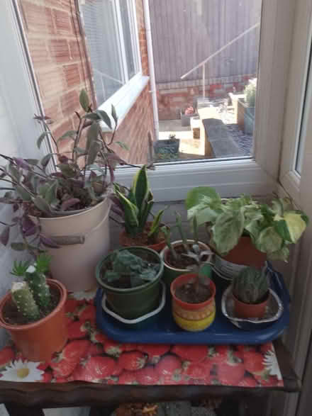 Photo of free Assorted house plants (Whoberley CV5) #2