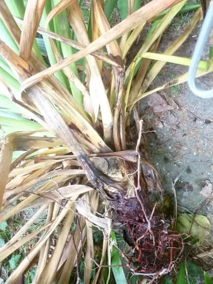 Photo of free yucca plants (Runcton PO20) #1