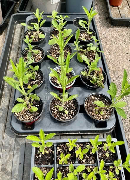 Photo of free Verbena bonariensis plants (Hatfield AL10) #3