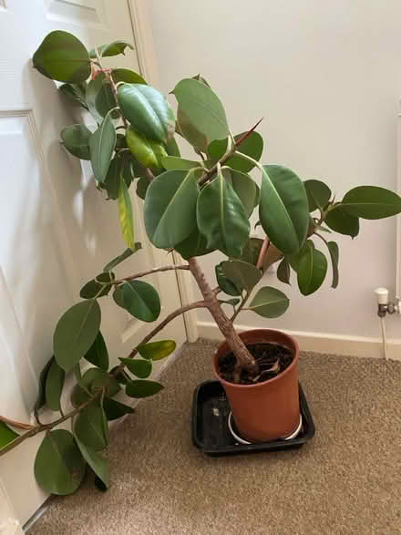Photo of free Avocados Plant (Frome) #1