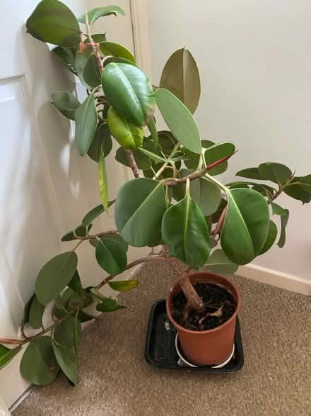 Photo of free Avocados Plant (Frome) #3