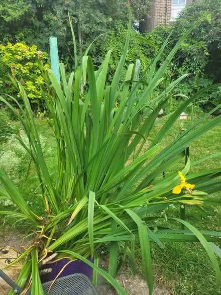 Photo of free Water Irises (Whitemans Green RH17) #3