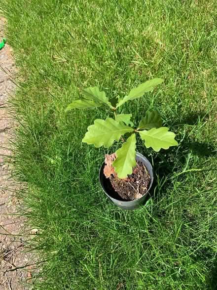 Photo of free Oak Seedling (Quernmore LA1) #1