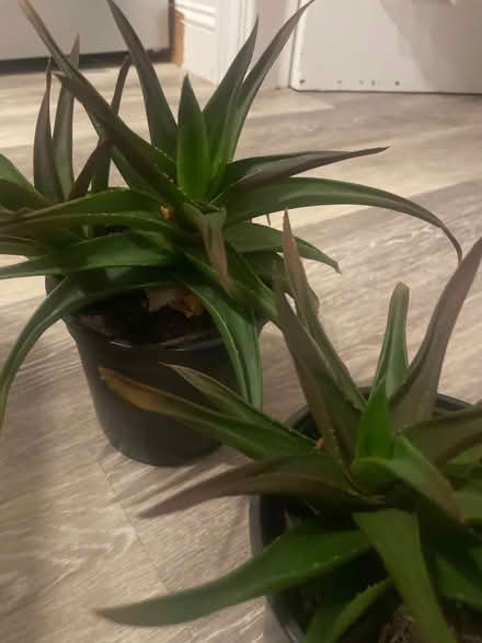 Photo of free Aloe Houseplants x 2 (Parson's Heath CO4) #1