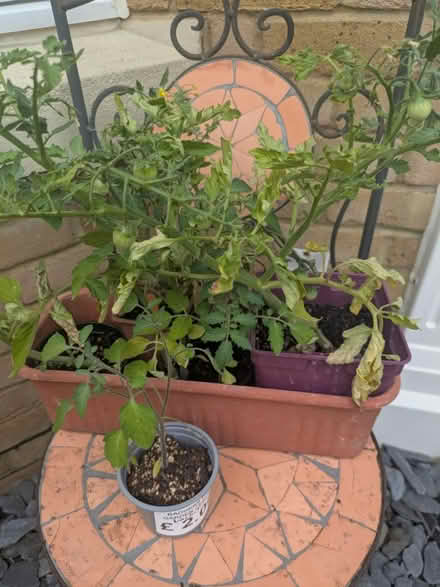 Photo of free Assorted Tomato Plants (Wincheap CT1) #1