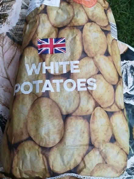 Photo of free Potatoes seedlings (City Point DE24) #2