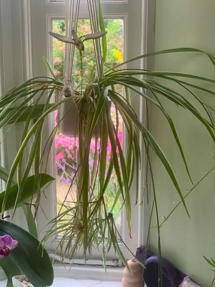 Photo of free Spider plant (Seaside BN22) #1
