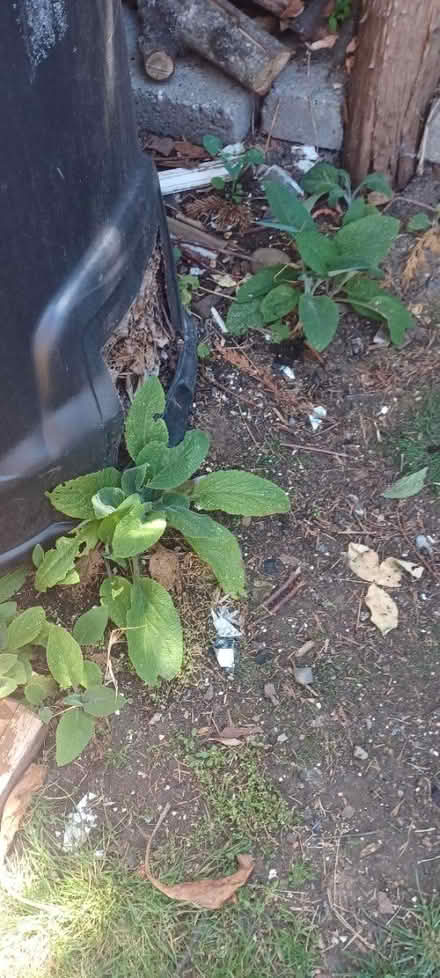 Photo of free Foxgloves (Billericay CM11) #3
