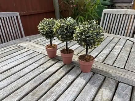 Photo of free Small imitation trees (L16) #1