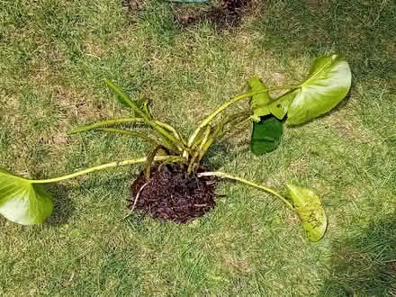 Photo of free Water lily plants (Bowbridge GL5) #1