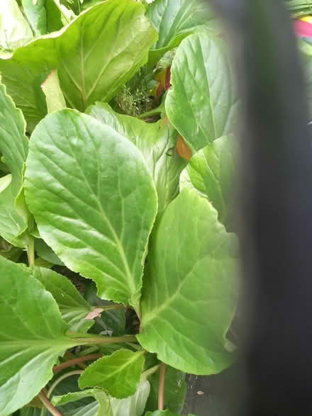Photo of free Bergenia plants (burmantofts LS9) #1