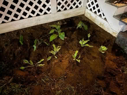 Photo of Plants (Landscaping new home) (boston, ma) #1