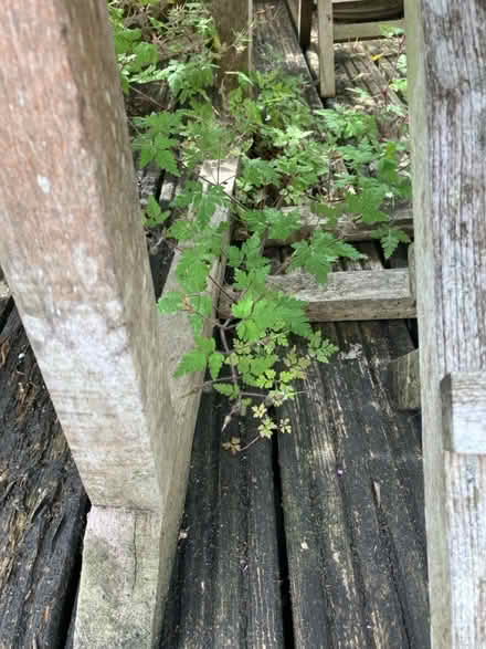 Photo of free Garden table and chairs (Ba2 4qj) #3