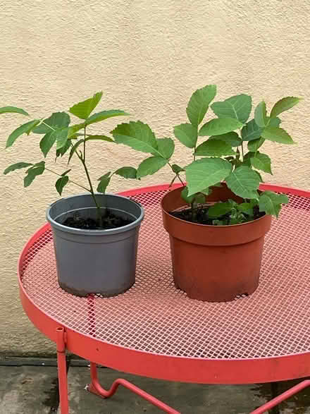 Photo of free Walnut Tree Saplings (Kingsway BA2) #1