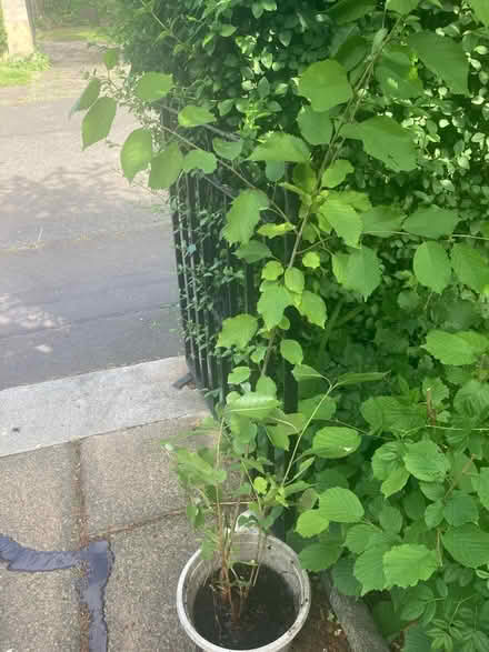 Photo of free Bird cherry sapling (Trinity, North Edinburgh EH5) #1