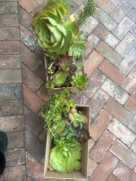 Photo of free Succulent Cuttings (95129) #1