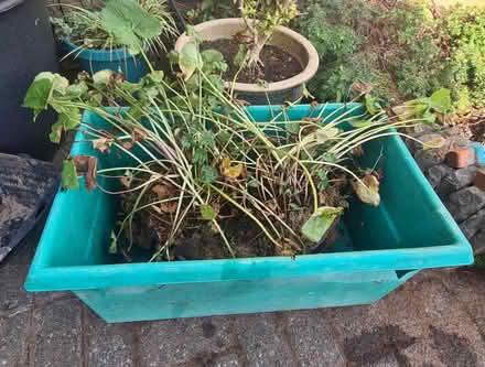 Photo of free Pond plant (Great Sutton CH66) #3