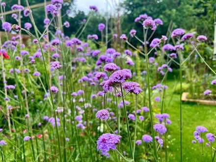 Photo of free Verbena bonariensis plants (Hatfield AL10) #1