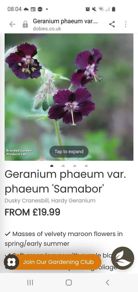 Photo of free Perennial geranium Samabor (Tilehurst RG31) #1