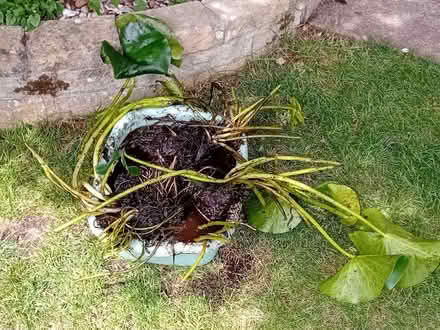 Photo of free Water lily plants (Bowbridge GL5) #2
