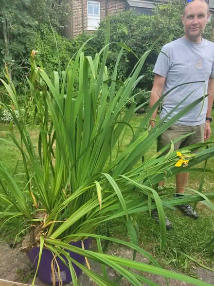 Photo of free Water Irises (Whitemans Green RH17) #1