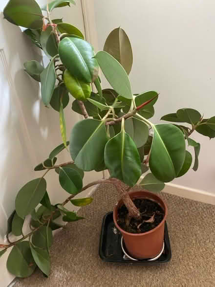 Photo of free Avocados Plant (Frome) #2