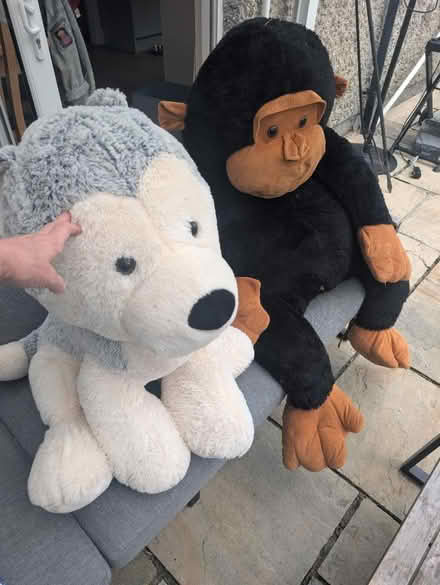 Photo of free Large Cuddly Toys (Dublin 16) #2