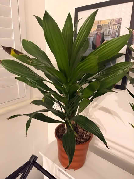 Photo of free plants (SE11) #2