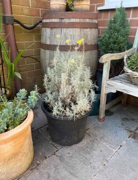 Photo of free Potted Curry Plant (Newburgh WN8) #2