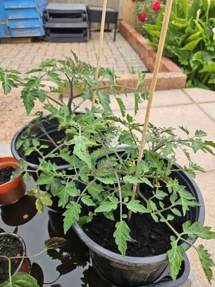 Photo of free 2x tomato plants and 1x courgette (EX8) #1