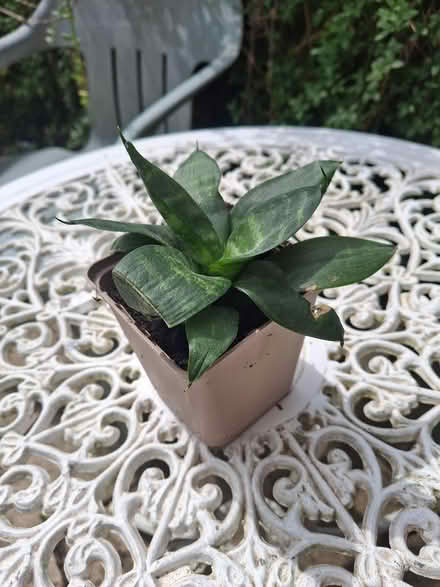 Photo of free Small snake plant (GL50) #1