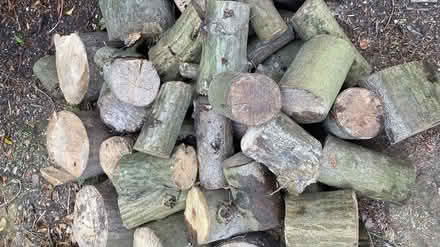 Photo of free Beech logs (Mill Lane crowborough TN6) #3