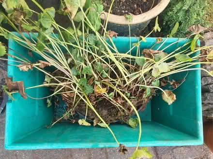 Photo of free Pond plant (Great Sutton CH66) #2