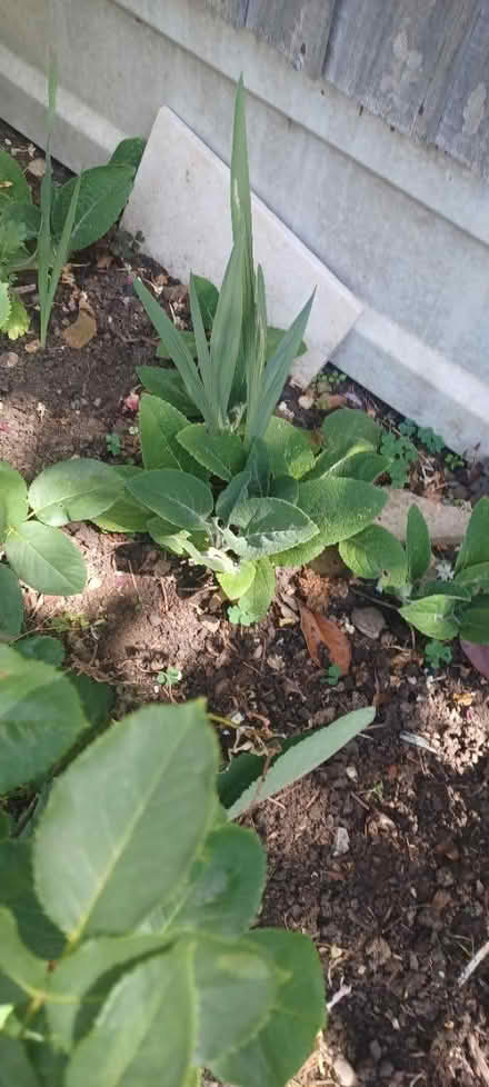 Photo of free Foxgloves (Billericay CM11) #2