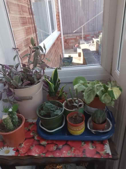 Photo of free Assorted house plants (Whoberley CV5) #3