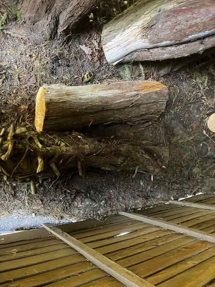 Photo of free 3 Tree trunks about 1 metre long. (Rackheath NR13) #2