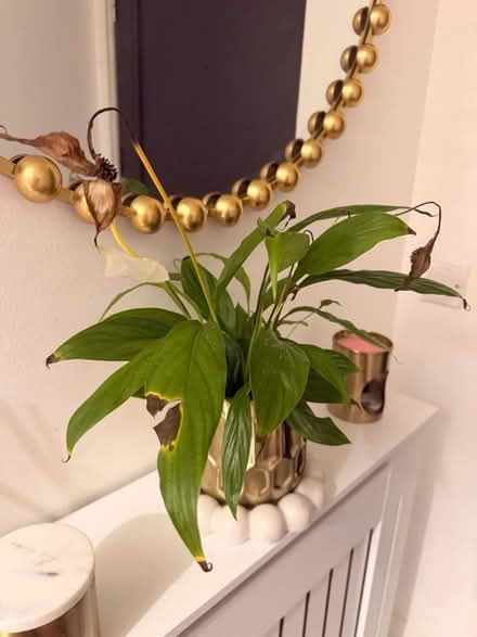 Photo of free plants (SE11) #3
