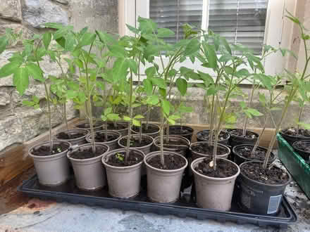 Photo of free Tomato plants 'Marmande' (Weston BA1) #1