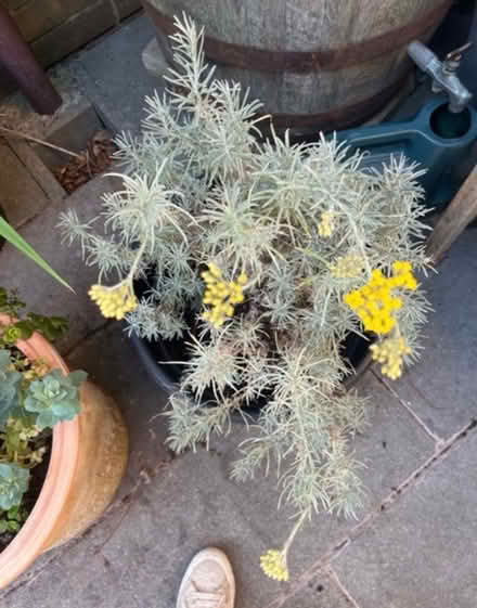 Photo of free Potted Curry Plant (Newburgh WN8) #3