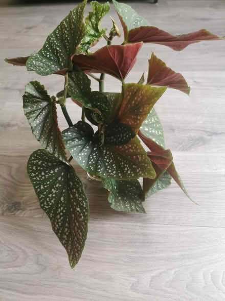 Photo of free Angel wing begonia cuttings (Caterham CR3) #1