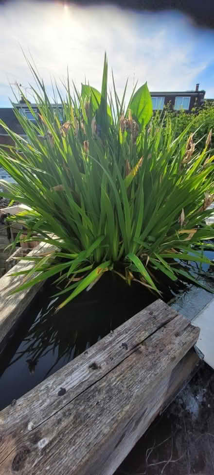 Photo of free Pond plants (Wingerworth S42) #1