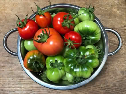 Photo of free Tomato plants 'Marmande' (Weston BA1) #2