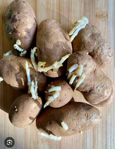 Photo of Sprouted potatoes (Mississauga Ontario Canada) #1