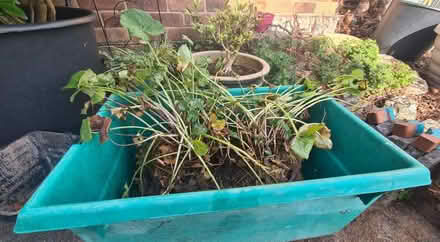 Photo of free Pond plant (Great Sutton CH66) #1
