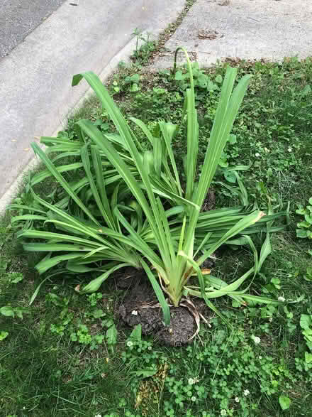 Photo of free Lilies (Near East/Union & Marquette) #1