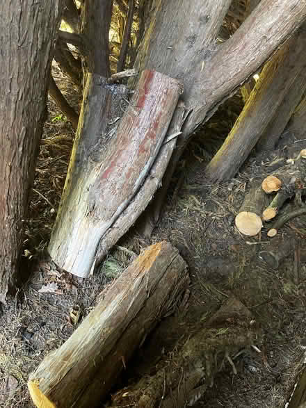 Photo of free 3 Tree trunks about 1 metre long. (Rackheath NR13) #1