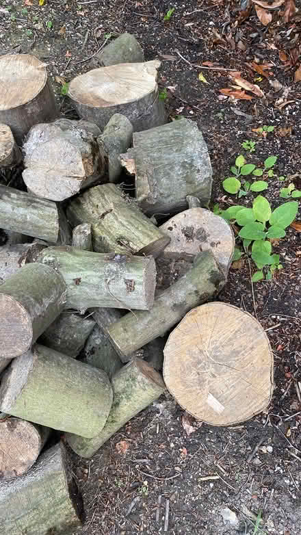 Photo of free Beech logs (Mill Lane crowborough TN6) #4