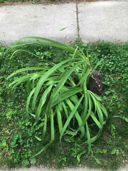 Photo of free Lilies (Near East/Union & Marquette) #2